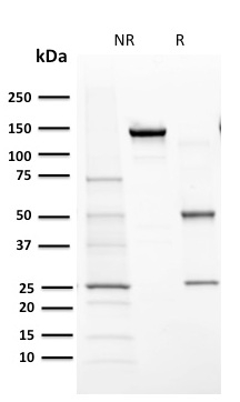 SDS-PAGE Analysis Purified Cytochrome P450 1A1/1A2 Mouse Monoclonal Antibody (MC1). Confirmation of Purity and Integrity of Antibody.
