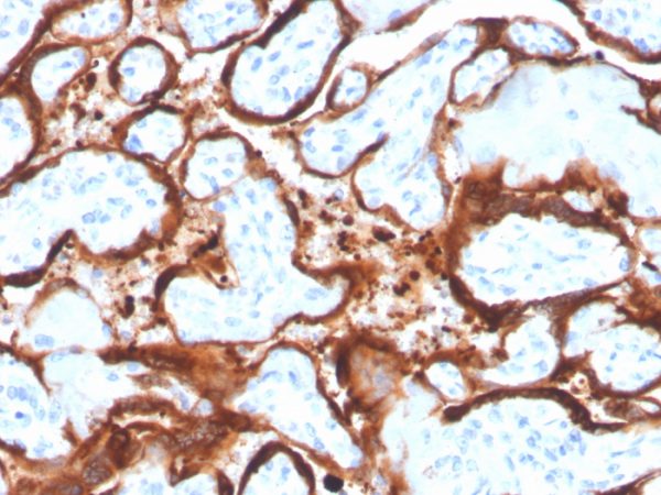 Formalin-fixed, paraffin-embedded human placenta stained with Aromatase / CYP450 Mouse Monoclonal Antibody (CYP19A1/4257).