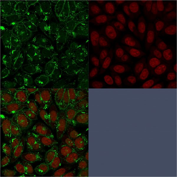 Immunofluorescent staining of paraformaldehyde-fixed HeLa cells with CD55 Mouse Monoclonal Antibody (F4-29D9) followed by goat anti-Mouse IgG-CF488 (Green). Counterstain is RedDot.