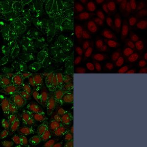 Immunofluorescent staining of PFA-fixed HeLa cells with CD55 Mouse Monoclonal Antibody (143-30) followed by goat anti-mouse IgG-CF488 (green). Nuclei are stained with RedDot.