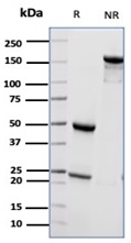 SDS-PAGE Analysis of Purified CD55 Mouse Monoclonal Antibody (CD55/6795). Confirmation of Integrity and Purity of Antibody.