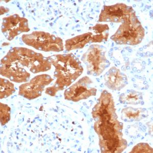 Formalin-fixed, paraffin-embedded human kidney stained with DAXX Mouse Monoclonal Antibody (PCRP-DAXX-8C2).