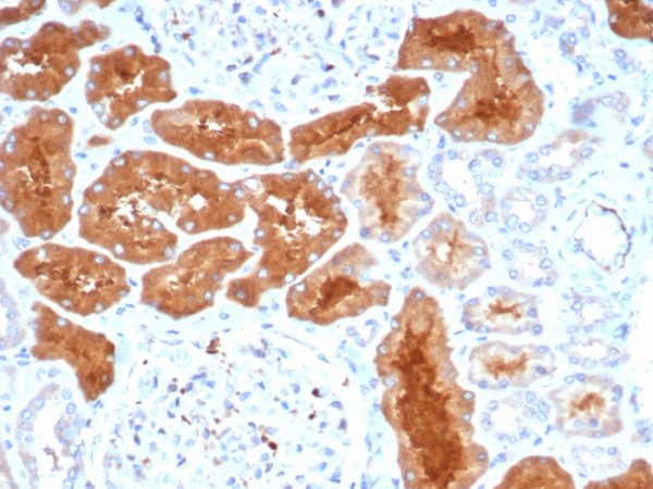 Formalin-fixed, paraffin-embedded human kidney stained with DAXX Mouse Monoclonal Antibody (PCRP-DAXX-8C2).