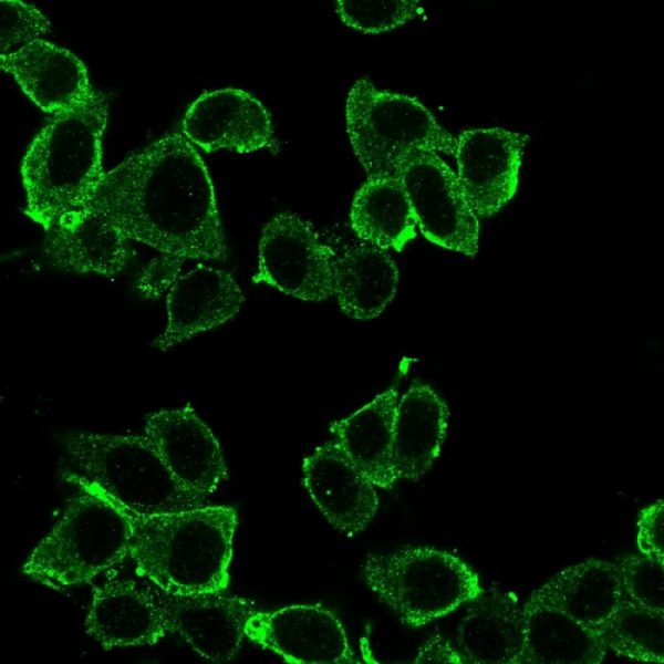 Immunofluorescence Analysis of PFA-fixed HeLa cells using DAXX Mouse Monoclonal Antibody (PCRP-DAXX-8C2) followed by goat anti-mouse IgG-CF488 (green).