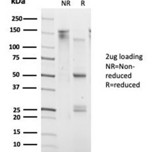 SDS-PAGE Analysis Purified DAXX Mouse Monoclonal Antibody (PCRP-DAXX-6A8). Confirmation of Purity and Integrity of Antibody.
