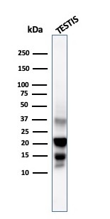 Western blot Analysis testis tissue lysate using DAZL Mouse Monoclonal Antibody (DAZL/4253).