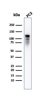 Western Blot Analysis of PC3 cell lysate using Drebrin-1 Mouse Monoclonal Antibody (DBN1/2879).