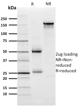 SDS-PAGE Analysis  Purified ZNF690 / ZSCAN29 Mouse Monoclonal Antibody (ZNF846/2687). Confirmation of Purity and Integrity of Antibody.
