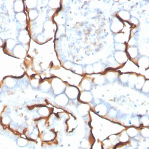 Formalin-fixed, paraffin-embedded human small intestine stained with ACE / CD143 Mouse Monoclonal Antibody (ACE/3763).