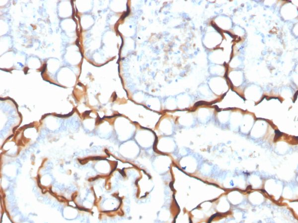Formalin-fixed, paraffin-embedded human small intestine stained with ACE / CD143 Mouse Monoclonal Antibody (ACE/3763).