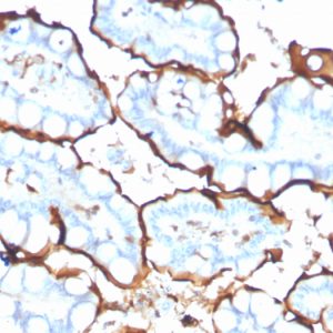 Formalin-fixed, paraffin-embedded human small intestine stained with ACE / CD143 Mouse Monoclonal Antibody (ACE/3765).