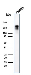 Western Blot Analysis of human Kidney tissue lysate using ACE / CD143 Mouse Monoclonal Antibody (ACE/3765).