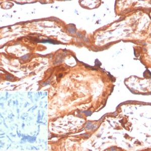 IHC analysis of formalin-fixed, paraffin-embedded human placenta. Staining using IDO2/2638 at 2ug/ml in PBS for 30min RT.