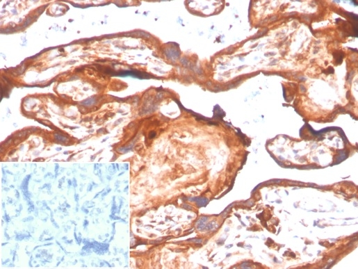 IHC analysis of formalin-fixed, paraffin-embedded human placenta. Staining using IDO2/2638 at 2ug/ml in PBS for 30min RT. Inset: PBS instead of primary antibody; secondary only negative control.