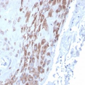 IHC analysis of formalin-fixed, paraffin-embedded human placenta. Staining using IDO2/2639 at 2ug/ml in PBS for 30min RT.HIER: Tris/EDTA, pH9.0, 45min. 2°C: HRP-polymer, 30min. DAB, 5min.