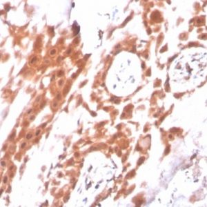 IHC analysis of formalin-fixed, paraffin-embedded human placenta. Staining using IDO2/2640 at 2ug/ml in PBS for 30min RT.