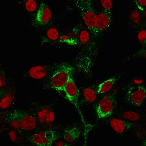 Immunofluorescence Analysis of PFA-fixed HepG2 cells labeling AFP using AFP Mouse Monoclonal Antibody (C2 + C3 + MBS-12) followed by Goat anti-Mouse IgG-CF488 (Green). The nuclear counterstain is Redot.