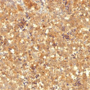 Formalin-fixed, paraffin-embedded human Fetal Liver stained with AFP Mouse Monoclonal Antibody (MBS-12).