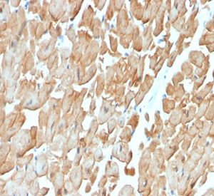Formalin-fixed, paraffin-embedded human heart muscle stained with Dystrophin Monospecific Mouse Monoclonal Antibody (DMD/3676).
