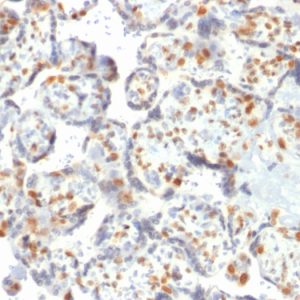 Formalin-fixed, paraffin-embedded human Placenta stained with DNMT3A Mouse Monoclonal Antibody (PCRP-DNMT3A-1E2).