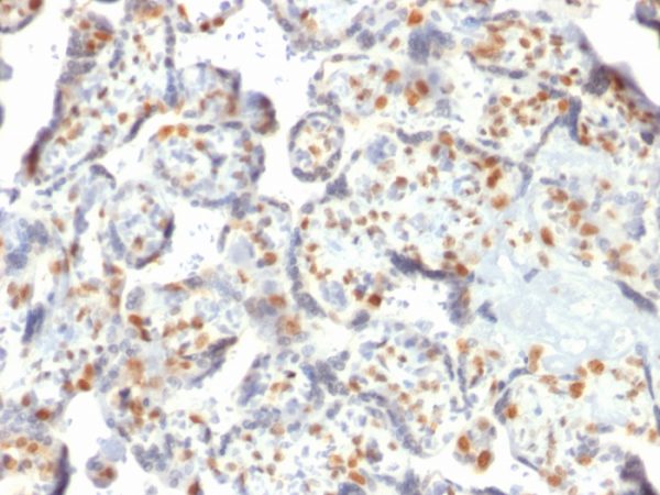 Formalin-fixed, paraffin-embedded human Placenta stained with DNMT3A Mouse Monoclonal Antibody (PCRP-DNMT3A-1E2).
