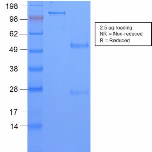 SDS-PAGE Analysis of Purified TAG-72 Rabbit Recombinant Monoclonal Antibody (CA72/2869R). Confirmation of Purity and Integrity of Antibody.