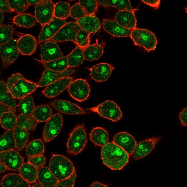 Immunofluorescence Analysis of HeLa cells using E2F6 Mouse Monoclonal Antibody (PCRP-E2F6-1F8) followed by goat anti-mouse IgG-CF488 (green). Phalloidin (red).