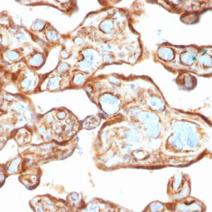 Formalin-fixed, paraffin-embedded human Placenta stained with Thymidine Phosphorylase / PD-ECGF Monoclonal Antibody (P-GF.44C).