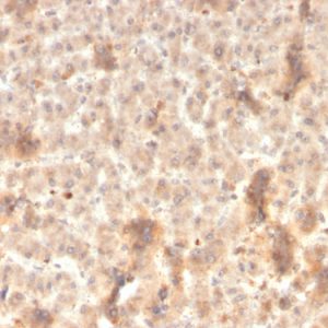 Formalin-fixed, paraffin-embedded human liver stained with ECM1 Recombinant Mouse Monoclonal Antibody (rSPM217).