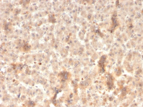 Formalin-fixed, paraffin-embedded human liver stained with ECM1 Recombinant Mouse Monoclonal Antibody (rSPM217).