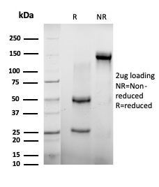 SDS-PAGE Analysis of Purified AGO3 Mouse Monoclonal Antibody (PCRP-AGO3-1C5). Confirmation of Purity and Integrity of Antibody.