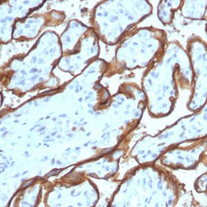 Formalin-fixed, paraffin-embedded human Placenta stained with EGFR Mouse Monoclonal Antibody (SPM341).