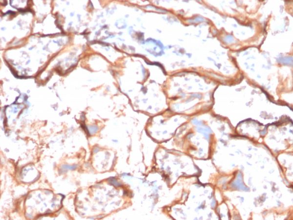 Formalin-fixed, paraffin-embedded human placenta stained with EGFR Mouse Monoclonal Antibody (GFR/2596).