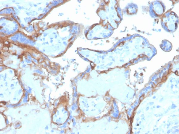 Formalin-fixed, paraffin-embedded human placenta stained with EGFR Mouse Monoclonal Antibody (EGFR/4575).