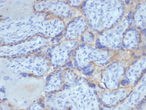 Formalin-fixed, paraffin-embedded human placenta stained with EGFR Recombinant Mouse Monoclonal Antibody (rEGFR/6389).