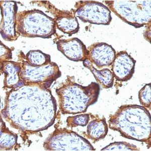 Formalin-fixed, paraffin-embedded human Placenta stained with EGFR Mouse Monoclonal Antibody (31G7).