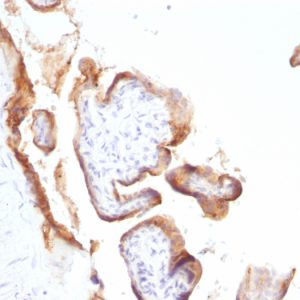 Formalin-fixed, paraffin-embedded human Placenta stained with EGFR Monoclonal Antibody (SPM622).