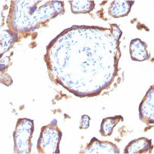 Formalin-fixed, paraffin-embedded human Placenta stained with EGFR Mouse Monoclonal Antibody (GFR1195).