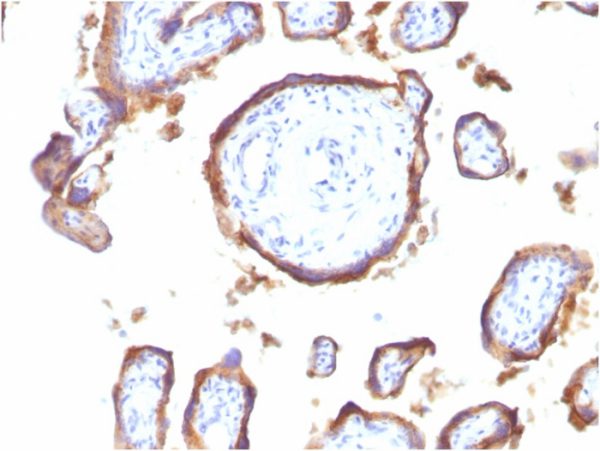 Formalin-fixed, paraffin-embedded human Placenta stained with EGFR Mouse Monoclonal Antibody (GFR1195).