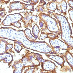 Formalin-fixed, paraffin-embedded human Placenta stained with EGFR Monoclonal Antibody (31G7 + GFR1195).