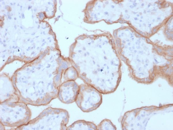 Formalin-fixed, paraffin-embedded human Placenta stained with EGFR Mouse Monoclonal Antibody (GFR/1708).