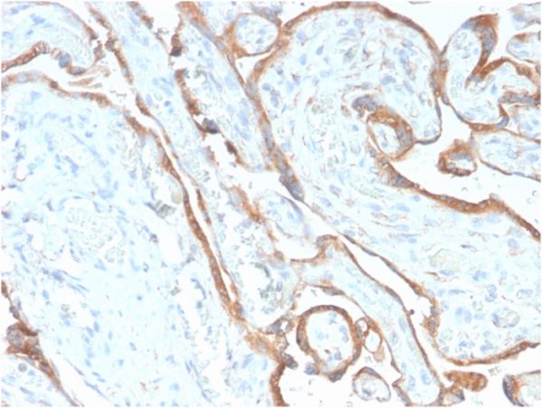Formalin-fixed, paraffin-embedded human Placenta stained with EGFR-Monospecific Recombinant Rabbit Monoclonal Antibody (GFR/2968R).