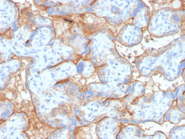 Formalin-fixed, paraffin-embedded human placenta stained with EGFR Recombinant Rabbit Monoclonal Antibody (GFR/4563R).