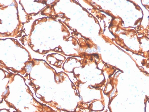 Formalin-fixed, paraffin-embedded human placenta stained with EGFR (L858R) Recombinant Rabbit Monoclonal Antibody (GFR/4564R).