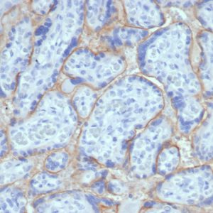 Formalin-fixed, paraffin-embedded human placenta stained with EGFR Recombinant Rabbit Monoclonal Antibody (EGFR/6390R). HIER: Tris/EDTA, pH9.0, 45min. 2°C: HRP-polymer, 30min. DAB, 5min.