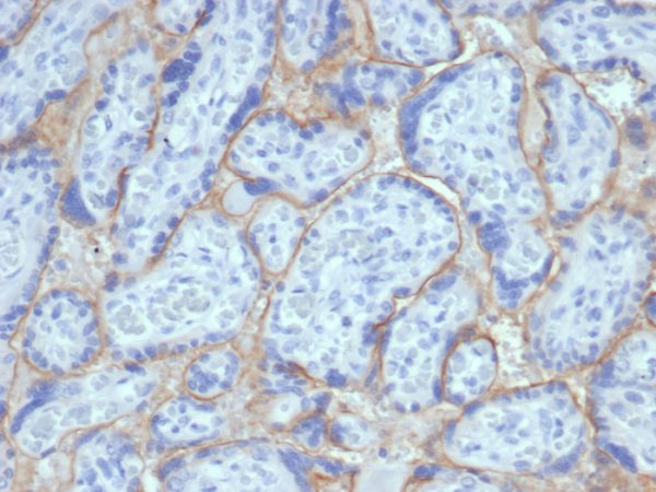 Formalin-fixed, paraffin-embedded human placenta stained with EGFR Recombinant Rabbit Monoclonal Antibody (EGFR/6390R).
