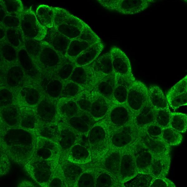 Immunofluorescence Analysis of PFA-fixed MCF-7 cells using EIF2S1 Mouse Monoclonal Antibody (PCRP-EIF2S1-1E2) followed by goat anti-mouse IgG-CF488 (green).