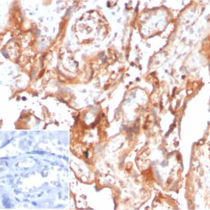 Formalin-fixed, paraffin-embedded human placenta stained with Fetuin / AHSG Mouse Monoclonal Antibody (AHSG/3748) at 2ug/ml. Inset: PBS instead of primary antibody; secondary only negative control.
