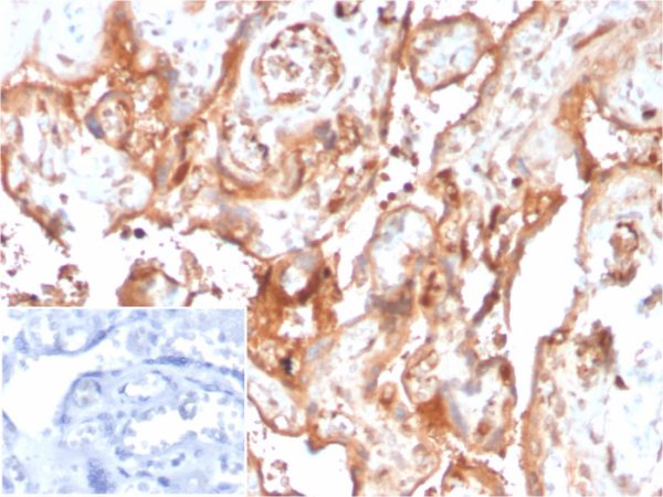 Formalin-fixed, paraffin-embedded human placenta stained with Fetuin / AHSG Mouse Monoclonal Antibody (AHSG/3748) at 2ug/ml. Inset: PBS instead of primary antibody; secondary only negative control.