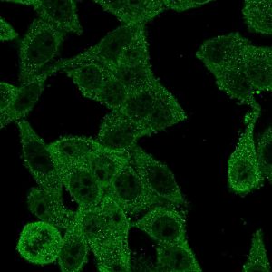 Immunofluorescence Analysis of PFA-fixed HeLa cells using EIF4E Mouse Monoclonal Antibody (PCRP-EIF4E-1D3) followed by goat anti-mouse IgG-CF488 (green).